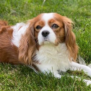 Meet your Posher, Cherise